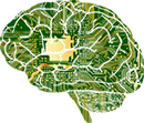 Cerebro que muestra como fondo una placa base para ilustrar el Pensamiento Computacional.